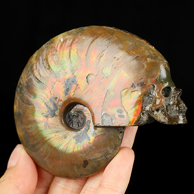 3.2" Ammonite Fossil Hand Carved Crystal Skull Fine Art Sculpture, Crystal Healing