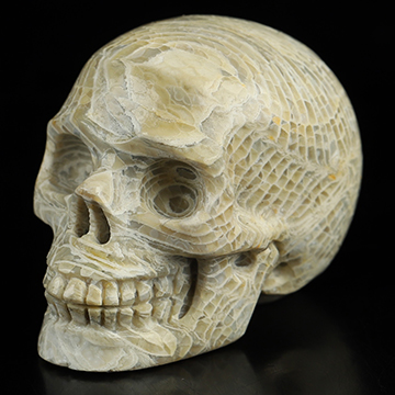 1.1" Coral Fossil Hand Carved Crystal Skull, Realistic, Crystal Healing