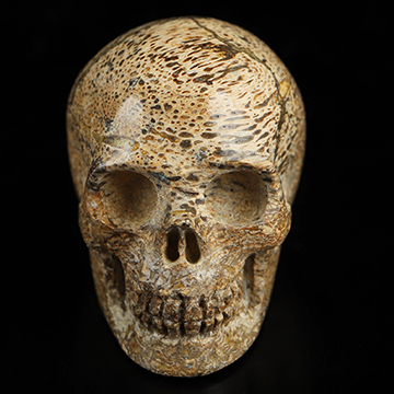 1.1" Dinosaur Sauropoda Fossil Hand Carved Crystal Skull, Realistic, Crystal Healing