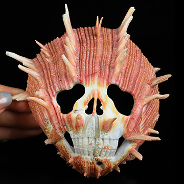 4.8" Smooth Spider Conch Hand Carved Crystal Skull Fine Art Sculpture, Crystal Healing