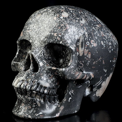 5.0" Crinoid Fossil Hand Carved Crystal Skull, Super Realistic, Crystal Healing