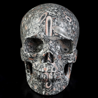 5.0" Crinoid Fossil Hand Carved Crystal Skull, Realistic, Crystal Healing