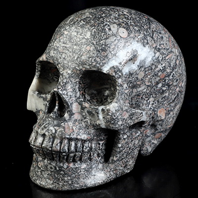 4.8" Crinoid Fossil Hand Carved Crystal Skull, Realistic, Crystal Healing