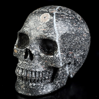 4.9" Crinoid Fossil Hand Carved Crystal Skull, Realistic, Crystal Healing