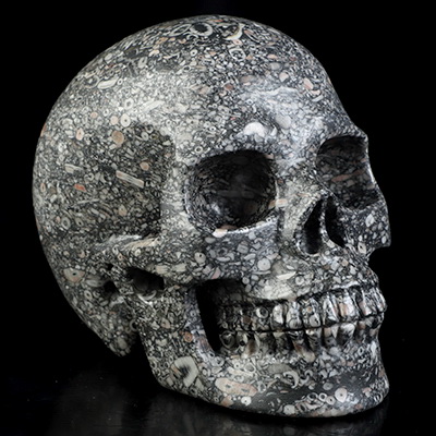 4.9" Crinoid Fossil Hand Carved Crystal Skull, Realistic, Crystal Healing