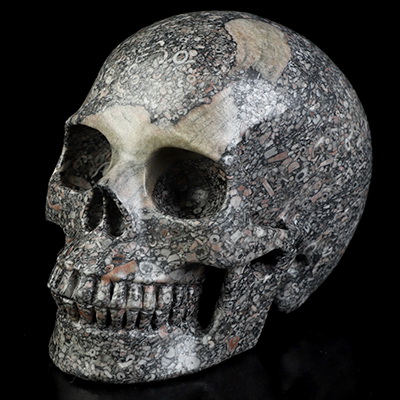 5.0" Crinoid Fossil Hand Carved Crystal Skull, Realistic, Crystal Healing