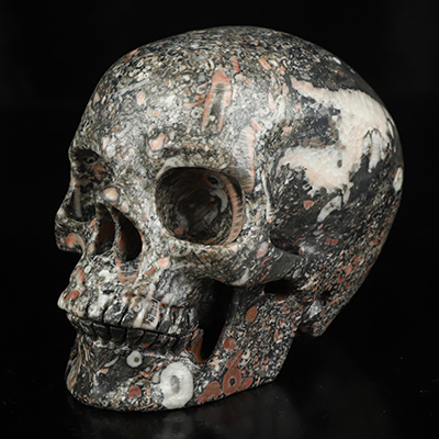 5.0" Crinoid Fossil Hand Carved Crystal Skull, Super Realistic, Crystal Healing