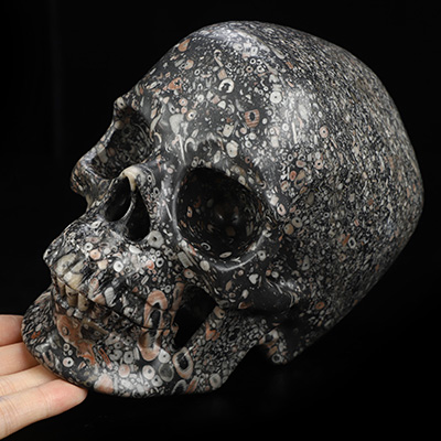Lifesized 6.9" Crinoid Fossil Hand Carved Crystal Skull, Super Realistic, Crystal Healing
