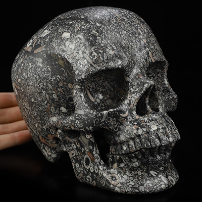 Lifesized 6.9" Crinoid Fossil Hand Carved Crystal Skull, Super Realistic, Crystal Healing