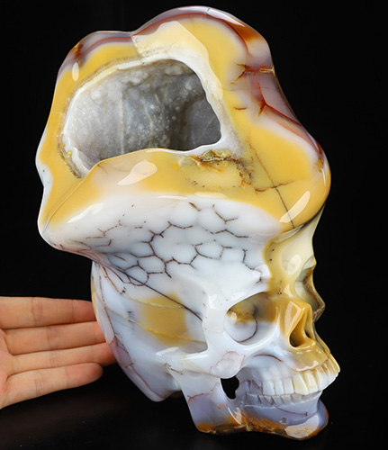 June 18, 2026 ACSAD (A Crystal Skull a Day) - The Open Mind - 8.3" Blue Chalcedony Carved Crystal Skull With Geode Fine Art Sculpture, Crystal Healing
