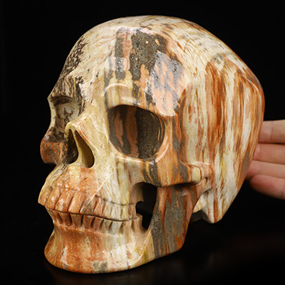 Lifesized 6.5" Petrified Wood Hand Carved Crystal Skull, Super Realistic, Crystal Healing
