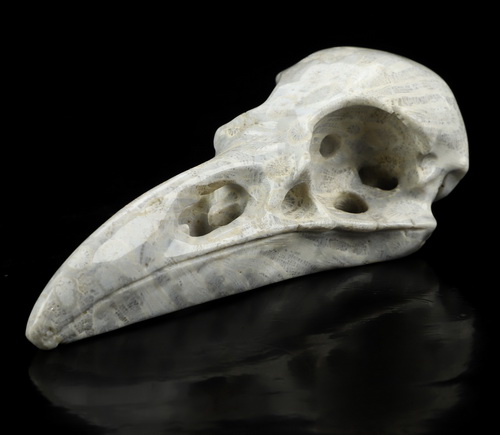 4.7" Coral Fossil Hand Carved Raven Crystal Skull  Sculpture, Crystal Healing