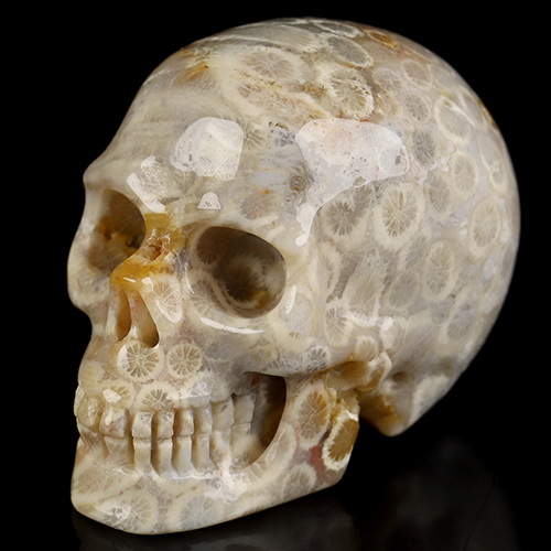 2.0" Coral Fossil Hand Carved Crystal Skull, Realistic, Crystal Healing