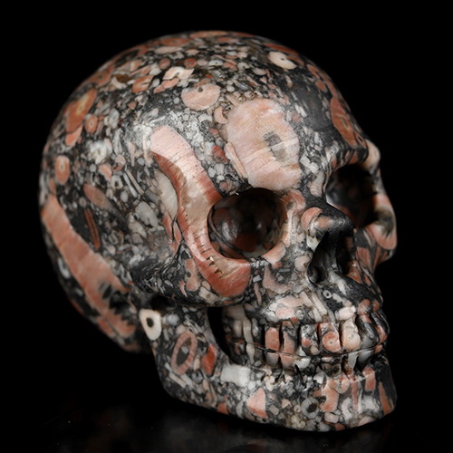 2.0" Crinoid Fossil Hand Carved Crystal Skull, Realistic, Crystal Healing