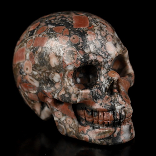 2.0" Crinoid Fossil Hand Carved Crystal Skull, Realistic, Crystal Healing