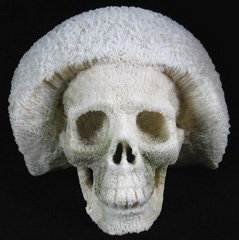 STUNNING ORIGINAL 8.2" White Coral Carved Crystal Skull
