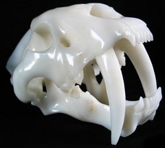 Incredible 7.6" White Jade Carved Crystal Smilodon SABER-TOOTHED Tiger/Cat Skull