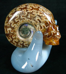 Rainbows, Unusual Patterns, 2.8" Ammonite Fossil Carved Crystal Skull, Realistic