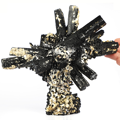 Oct 18, 2026 ACSAD (A Crystal Skull a Day) - Wild by Nature - 6.7" Black Tourmaline Hand Carved Crystal Skull Specimen Fine Art Sculpture, Crystal Healing