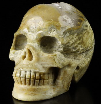 3.5" Coral Fossil Hand Carved Crystal Skull, Realistic, Crystal Healing