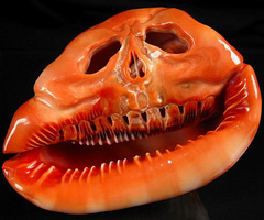 SHELL. 6" Hallowmas Bullmouth Helmet , Cypraecassis Rufa Skull