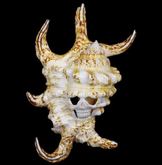 5.3" Chiragra Spider Conch Carved Crystal Skull, Shell