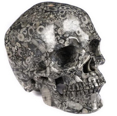 5.0" Crinoid Fossil Carved Crystal Skull,Suoer Realistic, Crystal Healing