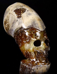 Aug 2 , 2014 ACSAD (A Crystal Skull a Day) - Skull Cleopatra - Ammonite Fossil Carved Crystal Skull Sculpture