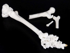 Skull’s Spring White Coral Carved Crystal Bones