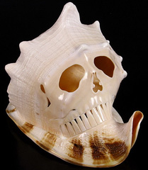 Aug 20, 2014 ACSAD (A Crystal Skull a Day) - Horned Helmet Skull - Cassis cornuta Shell