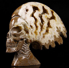 Jan 19, 2015 ACSAD (A Crystal Skull a Day) - The Queen of Kings - Ammonite Fossil Carved Crystal Alien Skull Sculpture