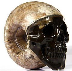 3.5" Ammonite Fossil Carved Crystal Skull