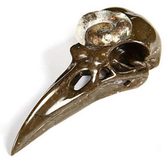 Jan 27, 2015 ACSAD (A Crystal Skull a Day) - The Secret of Immortality - Lituites Fossil Carved Crystal Raven Skull Sculpture
