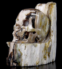 Huge 4.4" Petrified Wood Carved Crystal Skull