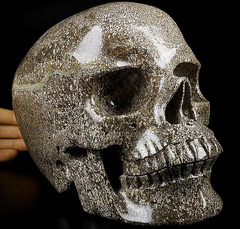 AMAZING LIFESIZED 7.4" Dinosaur Sauropoda Bone Fossil Carved Crystal Skull,Super Realistic, Crystal Healing